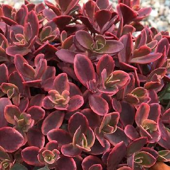 Очиток Sedum SunSparkler® ‘Wildfire’